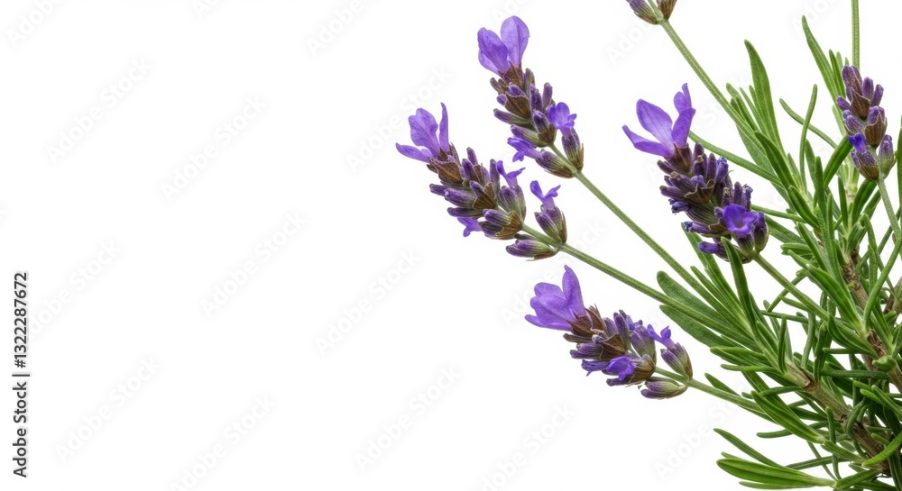 Fototapeta premium Close-up of a Small Lavender Plant with Purple Blossoms