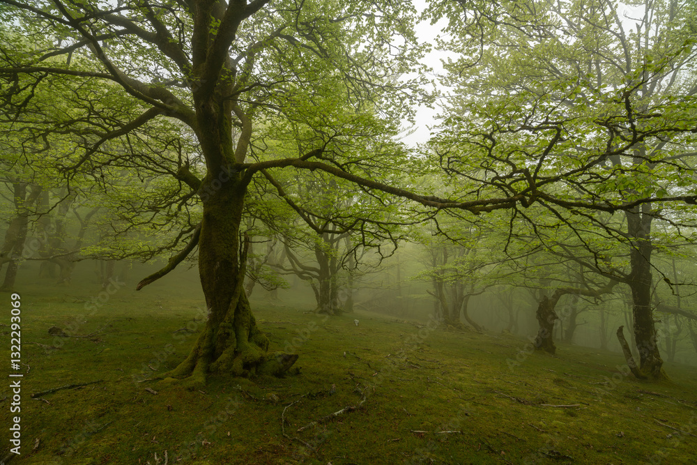 Magic Forest with Lush Greenery and Dense Fog in the Pyrenees Magic Forest with Lush Greenery and Dense Fog in the Pyrenees