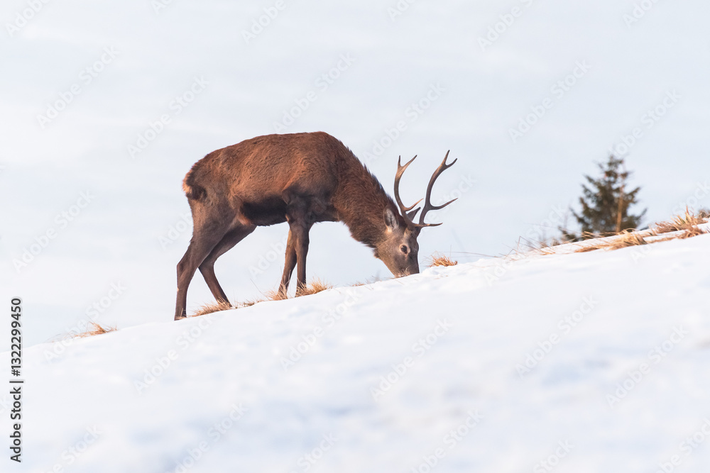 Young Deer (Cervus) walks on a slope and eats grass on a snowy hillside. Winter landscape in the mountains.
