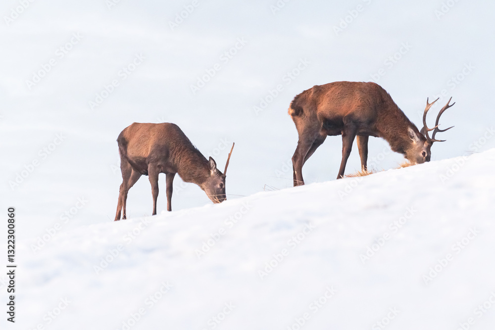Young Deer (Cervus) walk on a slope and eat grass on a snowy slope. Winter landscape in the mountains.