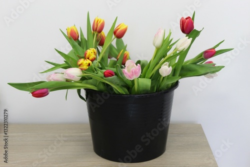freshly cut tulips in different colors standing in a bucket