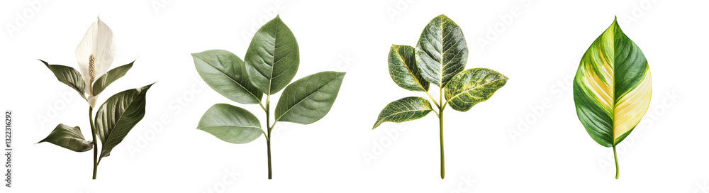 Obraz premium Variety of Greenery Leaves for Natural Decor and Design Elements, Isolated on Transparent Background