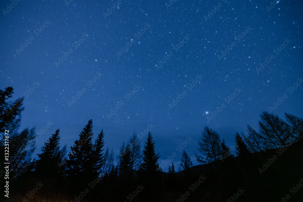 Naklejka premium Starry night sky over forest silhouette, nature background