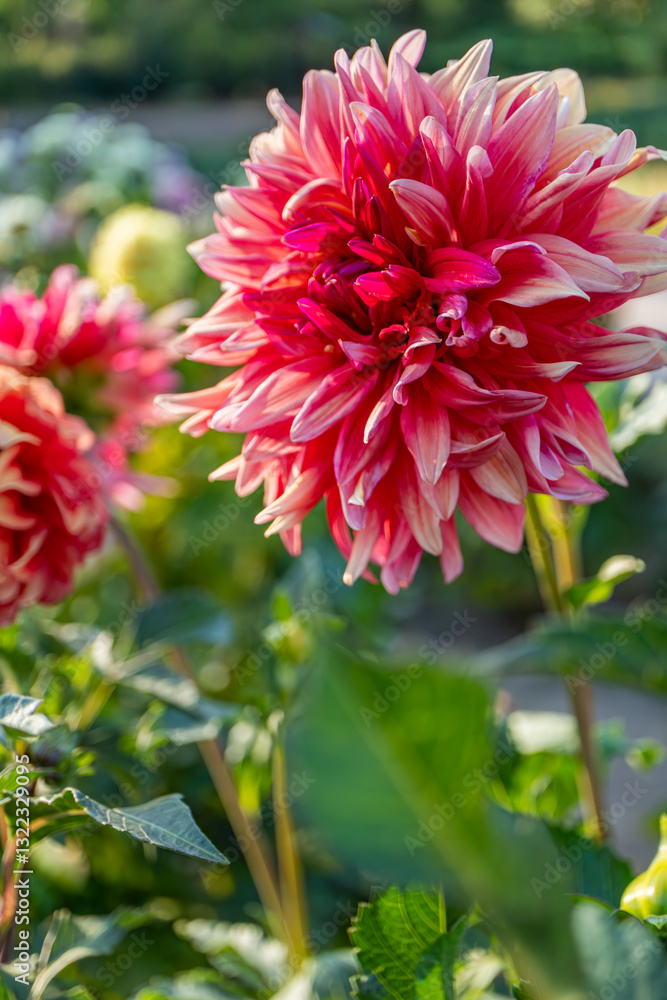 Close-up of a vivid pink dahlia flower with layered petals, blooming in a garden with green foliage and blurred background.
