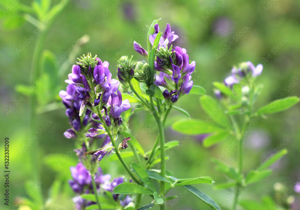 The field is blooming alfalfa The field is blooming alfalfa