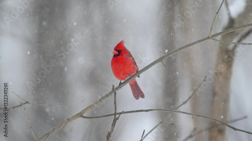 Slow motion of northern cardinal during a heavy snowstorm in winter in the midwest