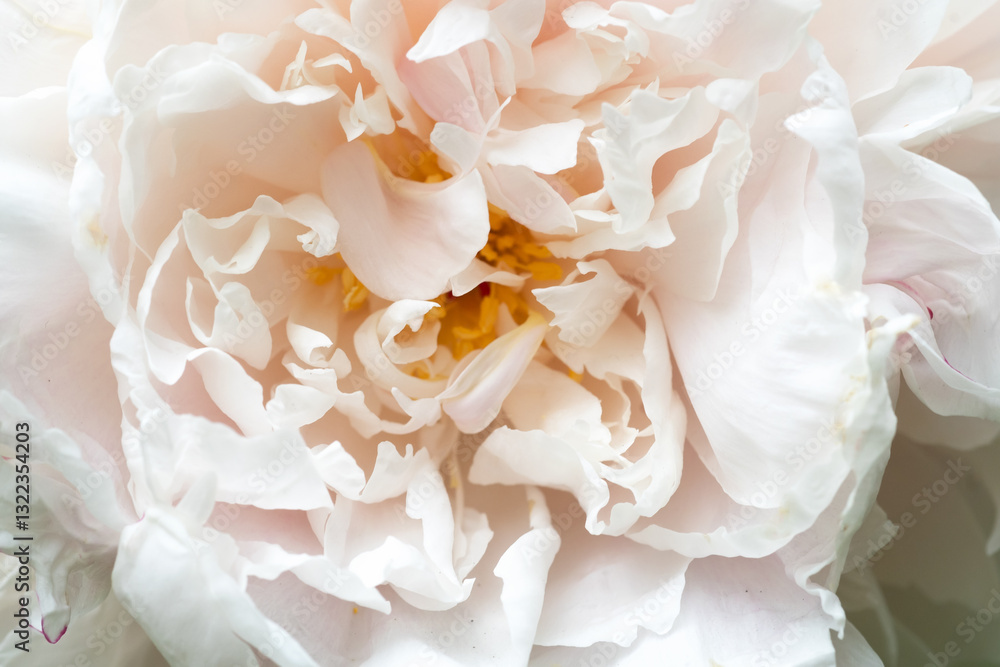 beautiful soft pink peony blooming flower as background at sunny day. extreme macro