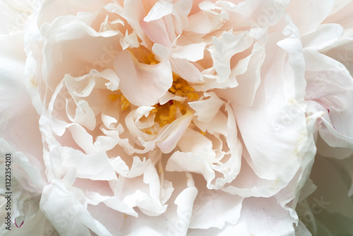 beautiful soft pink peony blooming flower as background at sunny day. extreme macro