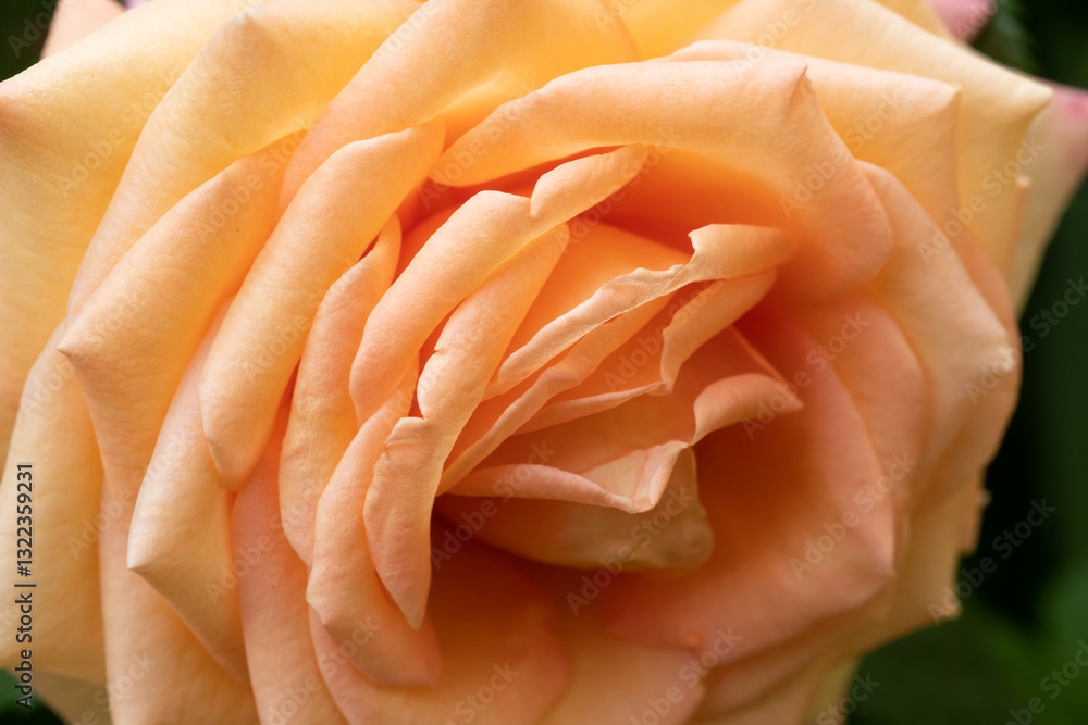 beautiful peach-apricot tea-rose at cloudy day. macro
