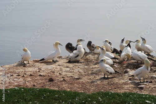 Wallpaper Mural Auf der deutschen Nordseeinsel Helgoland sitzen Basstölpel auf einer Klippe. Sie sind vom Klippenrandweg der Hochseeinsel zu sehen.  Torontodigital.ca