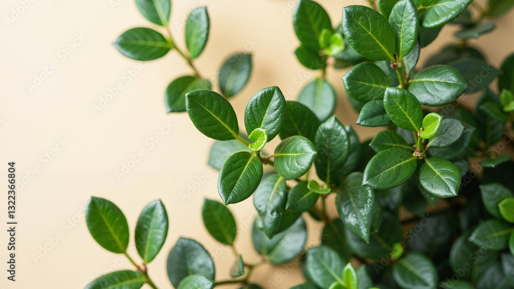 Vivid Boxwood Branch Against Soft Backdrop for Spring Promotions and Nature-Inspired Designs Vivid Boxwood Branch Against Soft Backdrop for Spring Promotions and Nature-Inspired Designs