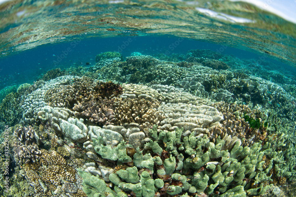 Obraz premium A healthy coral reef grows in extremely shallow water near Tanjung Flesko, North Sulawesi. This area, near Lembeh Strait, lies just above the equator and harbors extraordinary marine biodiversity.