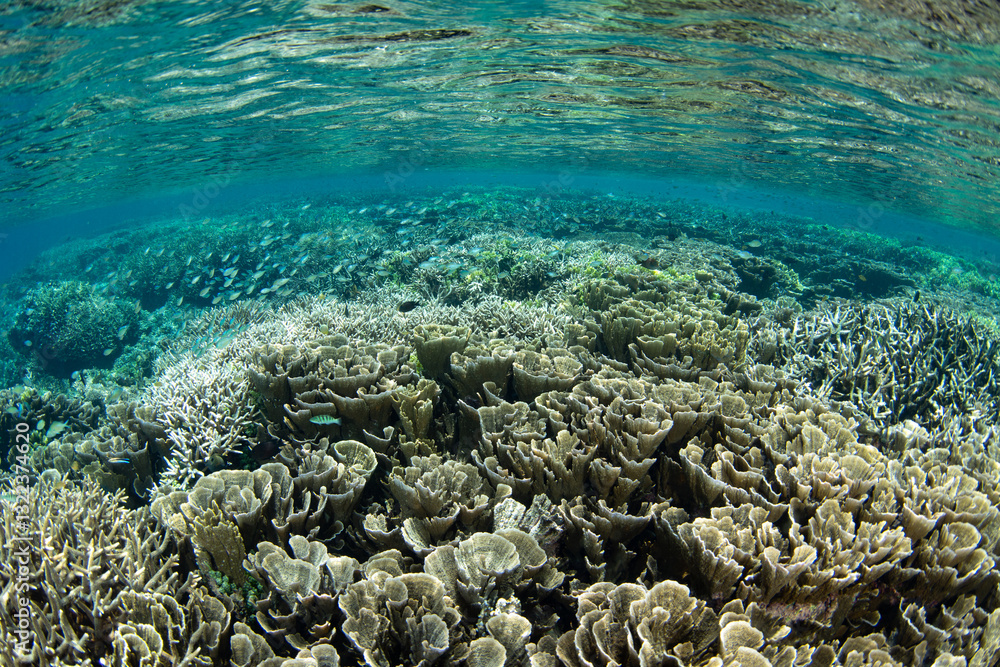 Fototapeta premium A healthy coral reef grows in extremely shallow water near Tanjung Flesko, North Sulawesi. This area, near Lembeh Strait, lies just above the equator and harbors extraordinary marine biodiversity.