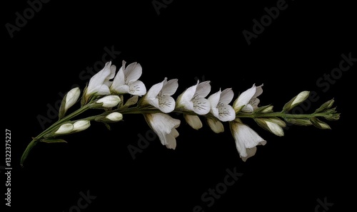 Physostegia virginiana alba. Cimicifuga; racemosa