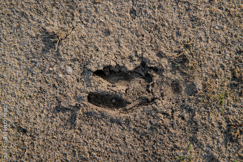 Odcisk kopyta sarny