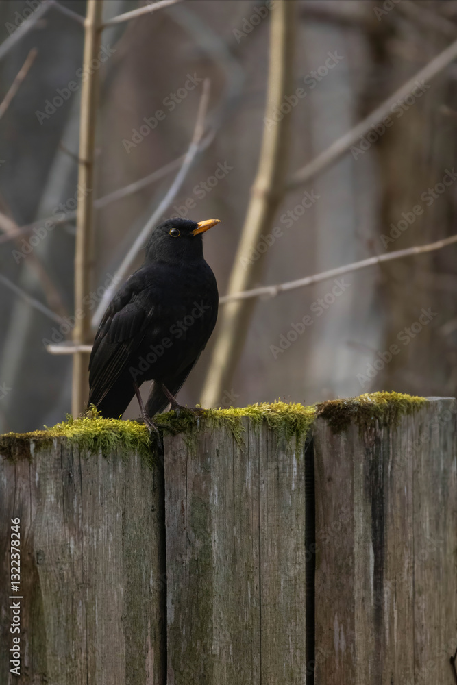Fototapeta premium A male Common Blackbird (Turdus merula) also called Eurasian Blackbird or simply Blackbird.