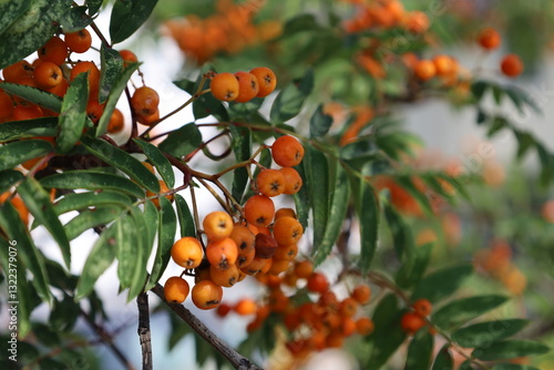 фотографія mountain Ash Berries on a tree