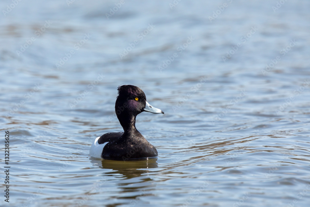 Drake Tufted Duck - Aythya fuligula swimming on a pool. Drake or male Tufted Duck - Aythya fuligula with a bright yellow eye and iridescent head showing its tuft well while swimming , Czech republic