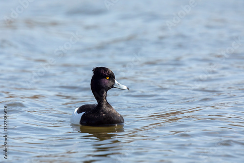 Obraz na płótnie Drake Tufted Duck - Aythya fuligula swimming on a pool. Drake or male Tufted Duck - Aythya fuligula with a bright yellow eye and iridescent head showing its tuft well while swimming , Czech republic w salonie