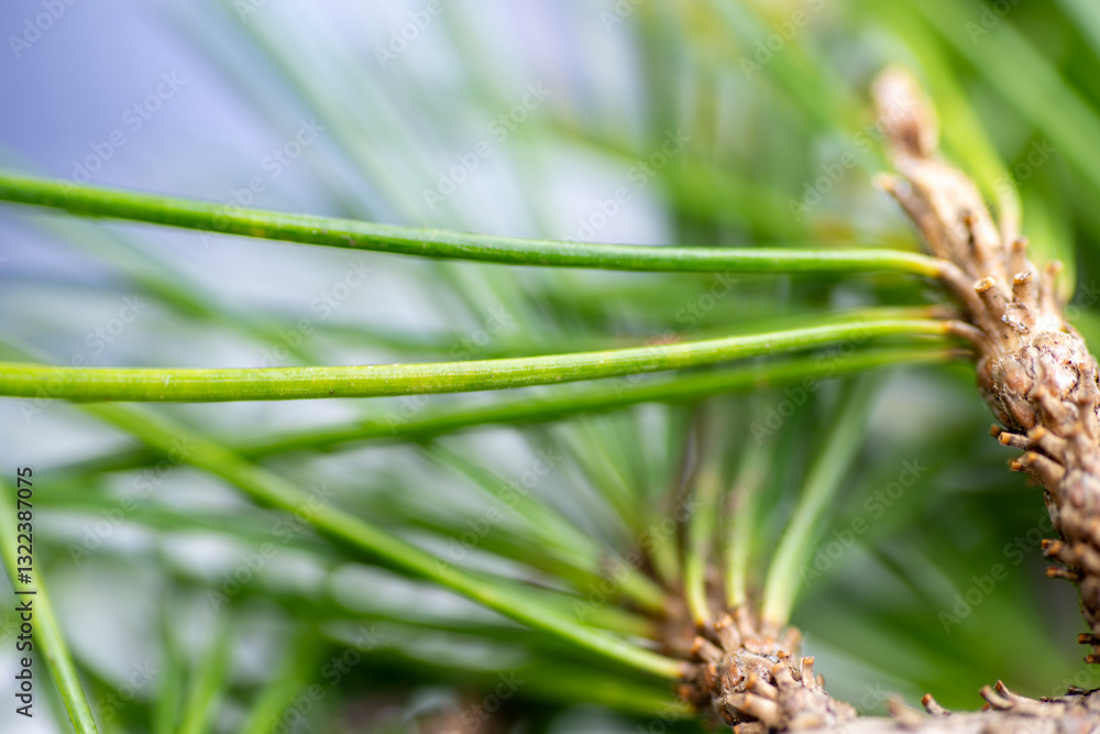 Clopse up of Pine Needles Clopse up of Pine Needles