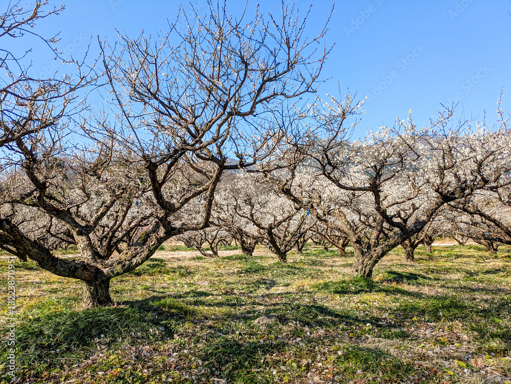 梅園の風景
