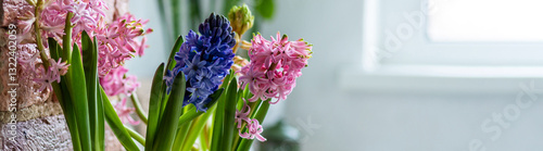 Banner. Spring floral home decor, cozy atmosphere. Bright fresh purple and pink bulbous hyacinth flowers on wooden windowsill. Springtime gardening concept. Sustainable lifestyle, earth day