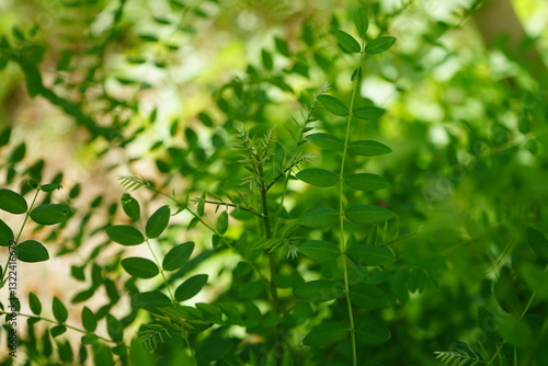 Liquorice, licorice or sweetfood (Glycyrrhiza glabra) photo