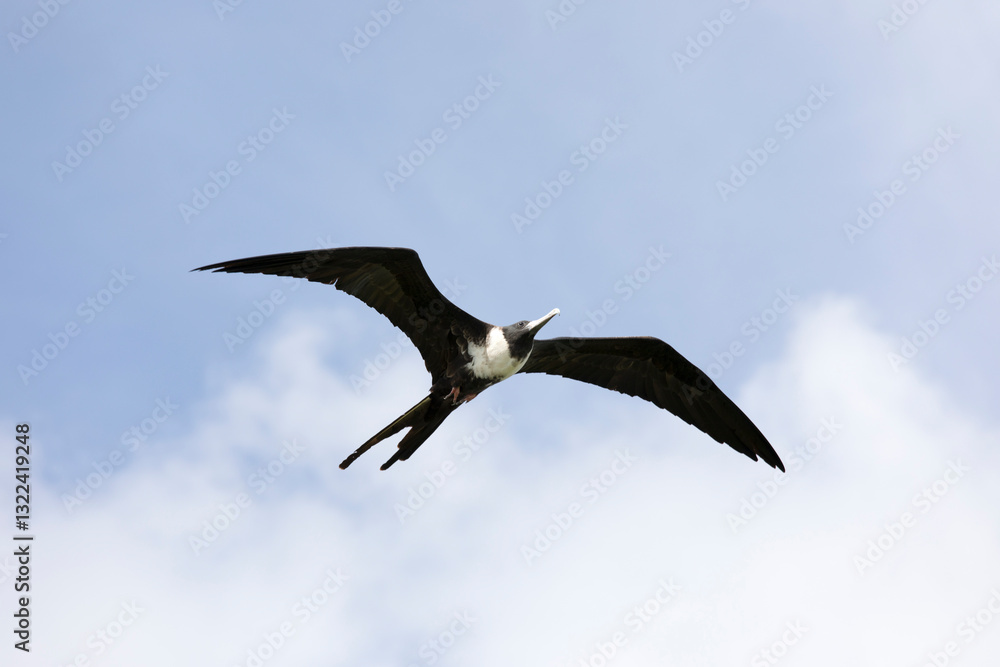 Obraz premium A view of Frigatebird flying in the sky