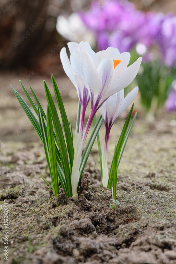 Obraz premium Close-up of a white crocus with purple veins emerging from the soil – a symbol of spring and new beginnings.Pink blossoms in the bokeh of the Background, Shallow depth of fields