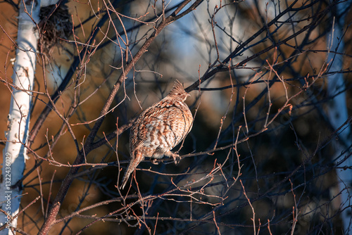 Sunlight Ruffy.  Ruffed Grouse sitting in a birch tree enjoying the evening sunshine.