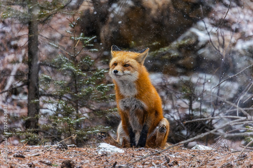 Naklejka premium Red Fox Poop Scooting, Sick Animals Poop Scoot, Poop Scooting Wildlife