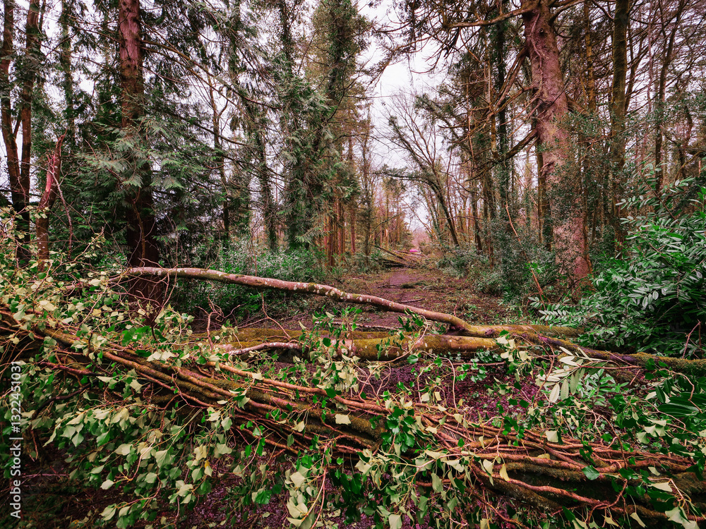 Obraz premium A road with trees on either side and a large fallen tree in the middle. The road is covered in leaves and debris, powerful storm damage result.