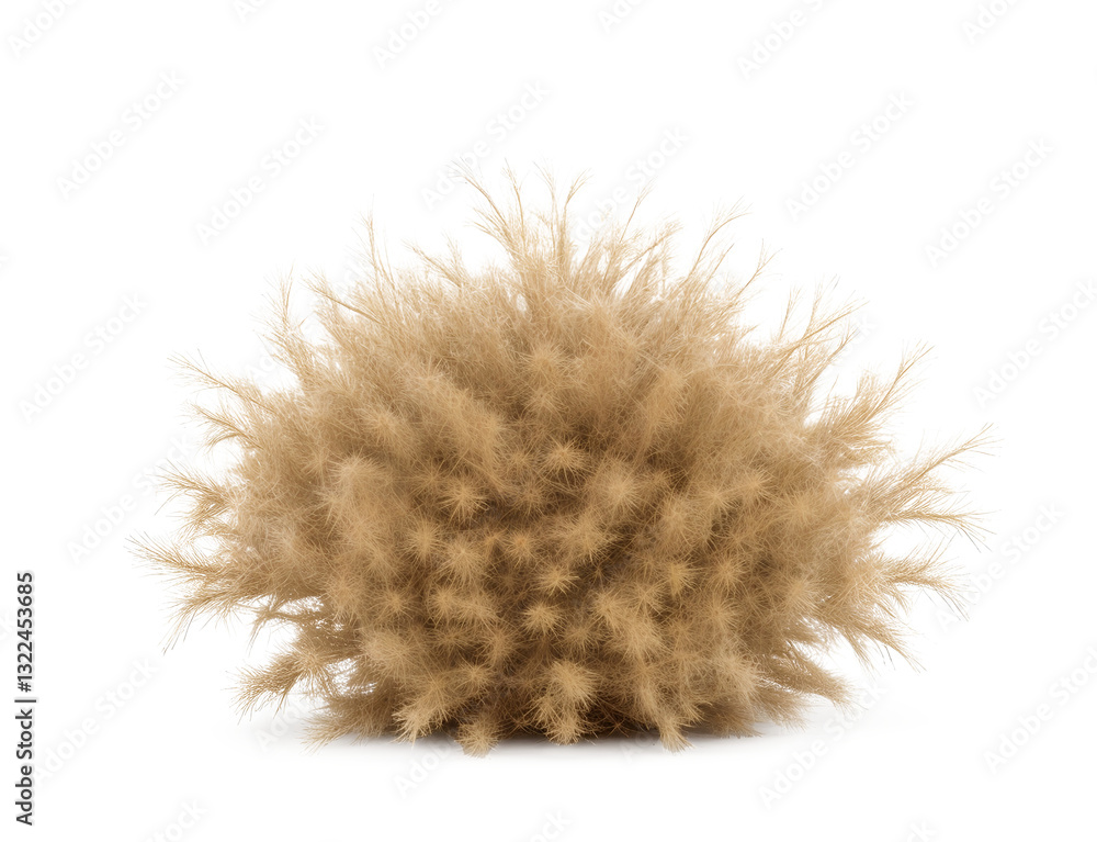 tumbleweed tumbleweed