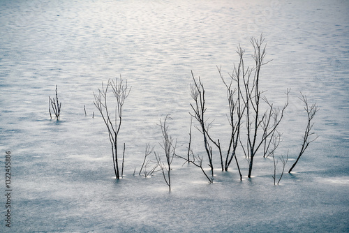 Winter landscape of an ice covered lake surface,  with lonely tree branches frozen in the lake