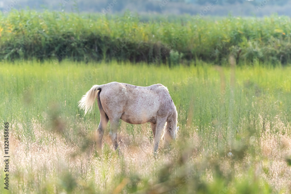 White Camargue Horses in Parc Regional de Camargue - Provence, France White Camargue Horses in Parc Regional de Camargue - Provence, France