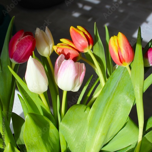 freshly cut tulips in various colors
