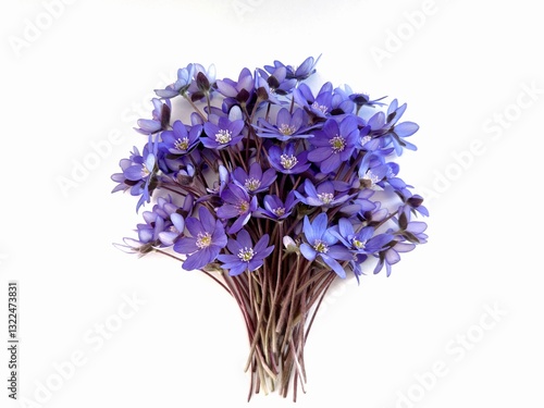 Tableau sur toile bouquet of spring flowers, hepatica flower (liverleaf or liverwort) on white bac