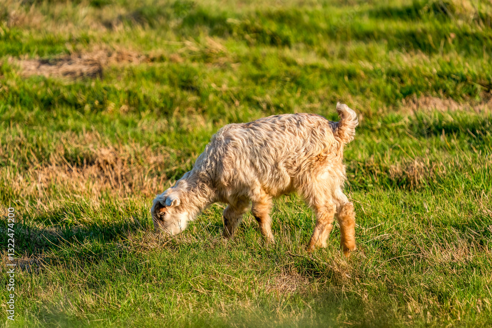 Fototapeta premium A goat grazing in the pasture. Goat kid