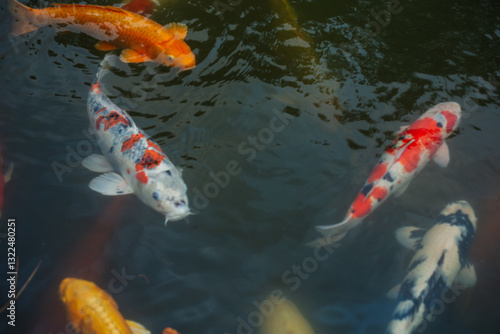 koi fish swimming in a pond