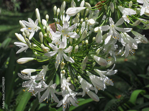 Agapanthus Africanus Albus, white lily flower, close up. African lily or Lily of the Nile is popular garden plant in Amaryllidaceae family. Common agapanthus have many open-faced, pseudo-umbel flower. photo