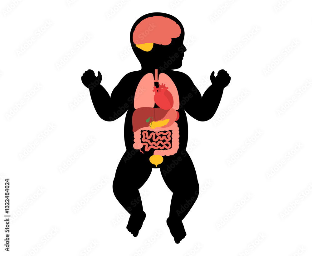 Obraz premium Human internal organs
