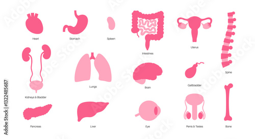 Human internal organs