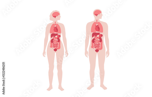 Human internal organs