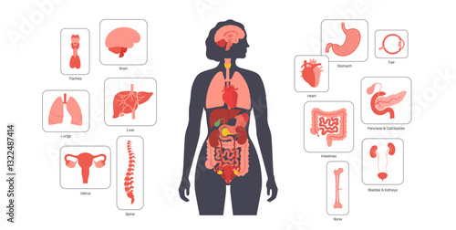 Human internal organs