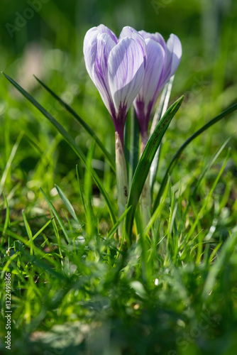 Fotografija Close up of a purple and white striped spring crocuses (crocus vernus) in bloom