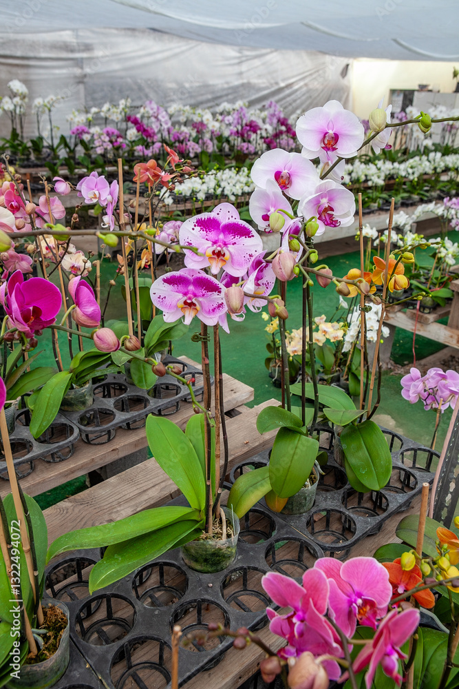 A vibrant display of pink and white orchids in full bloom arranged in pots inside a greenhouse, showcasing the beauty of tropical flowers in a well-maintained plant nursery.