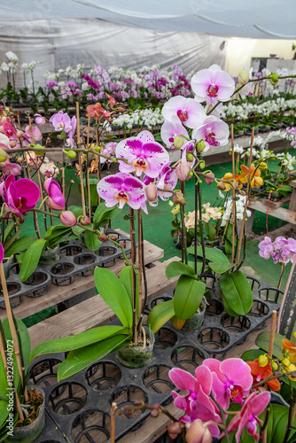 Obraz na płótnie A vibrant display of pink and white orchids in full bloom arranged in pots inside a greenhouse, showcasing the beauty of tropical flowers in a well-maintained plant nursery. w salonie