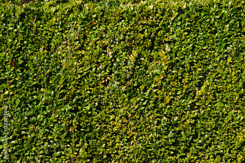 Common box (Buxus sempervirens)