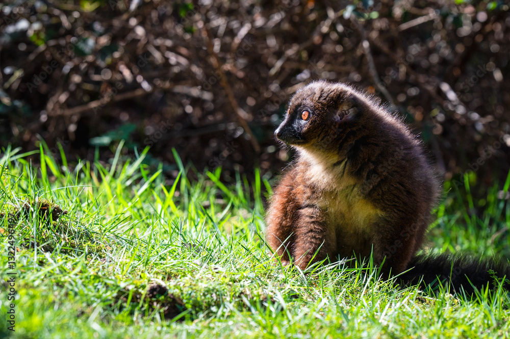 Fototapeta premium Red-bellied Lemur Sitting on Grass
