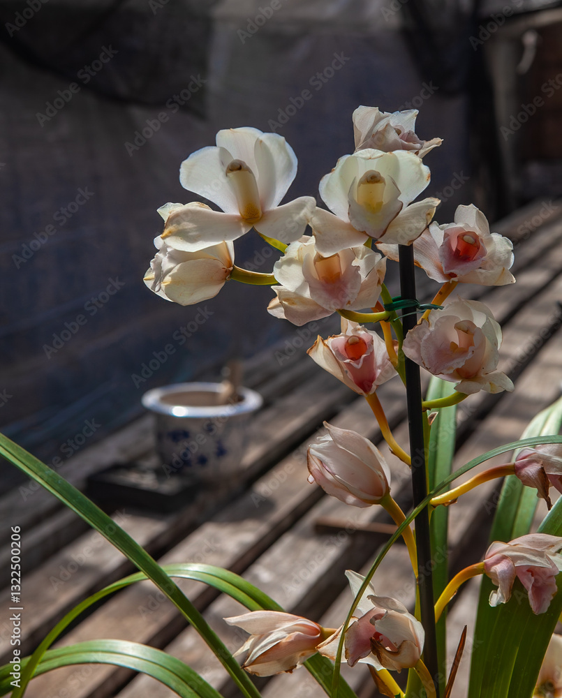 A beautiful orchid with white petals and pink centers blooming in sunlight inside a greenhouse, surrounded by wooden planks and a potted plant in the background.